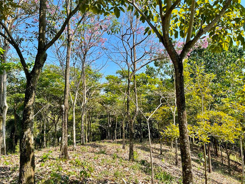 finca en Venta Doradal