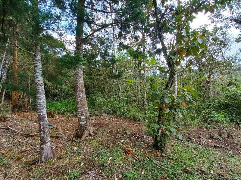 Lote en venta en la Ceja